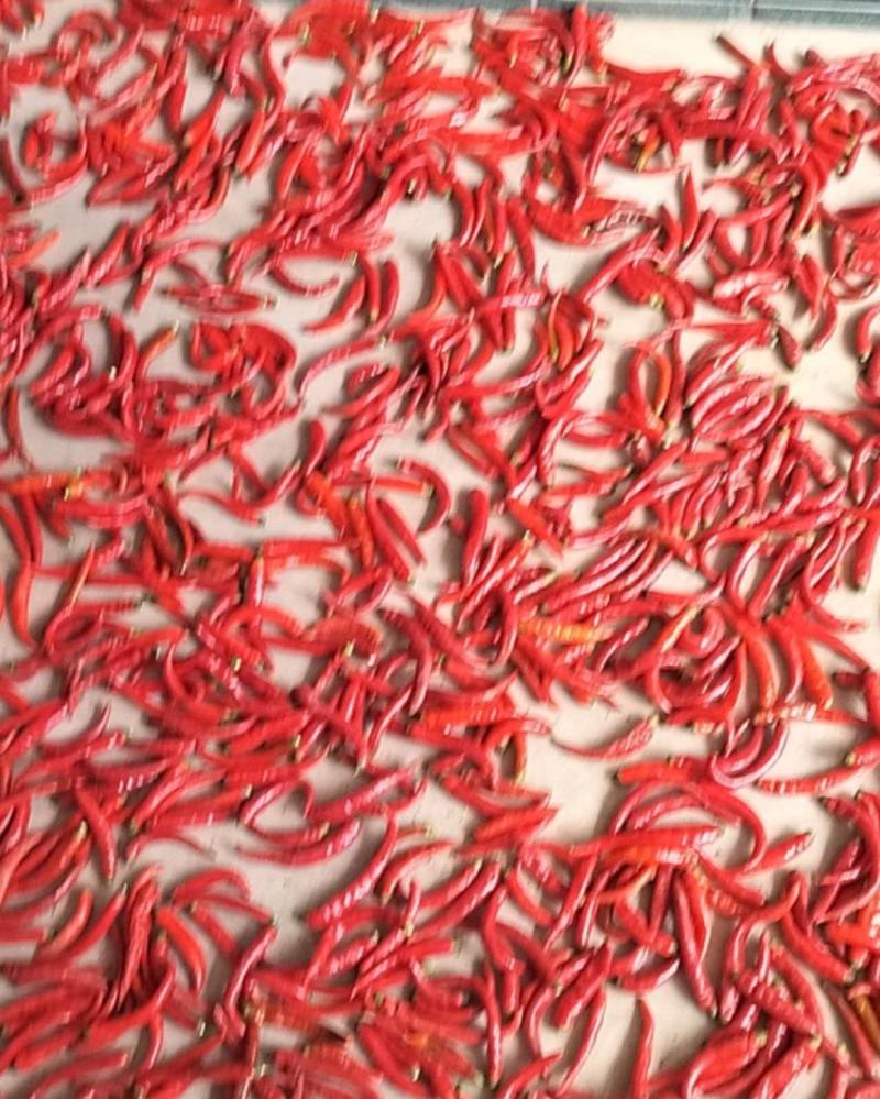 河南鲜辣椒