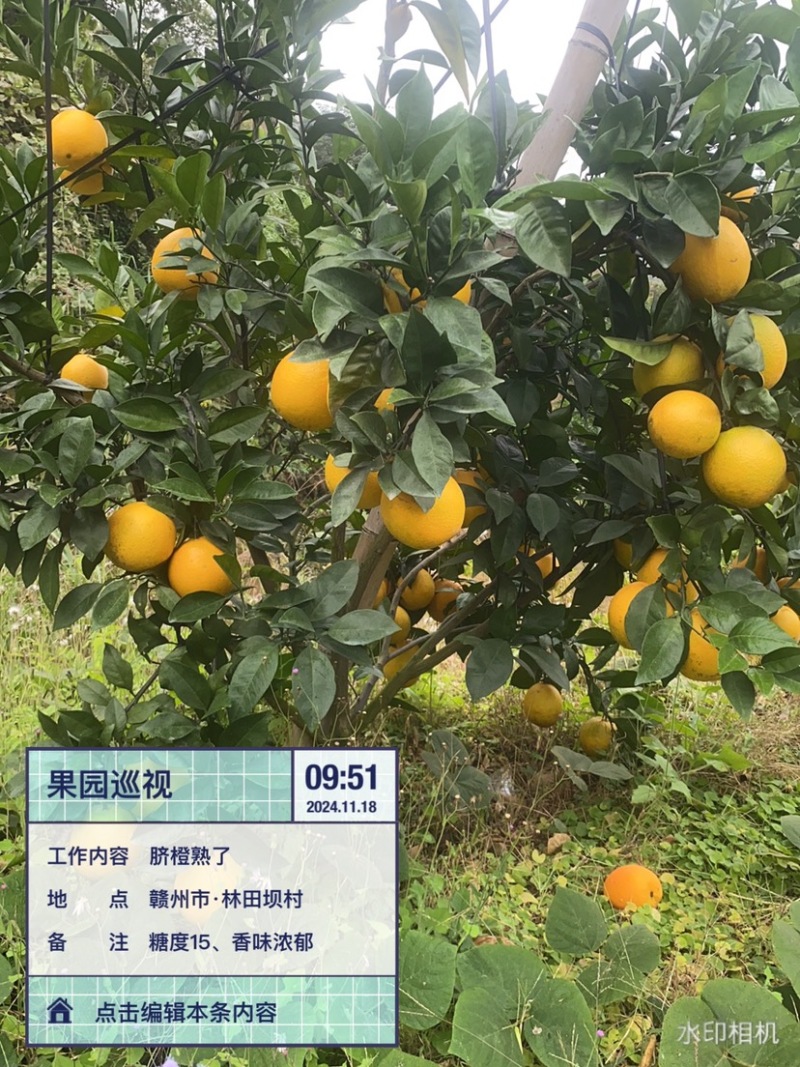 赣南脐橙