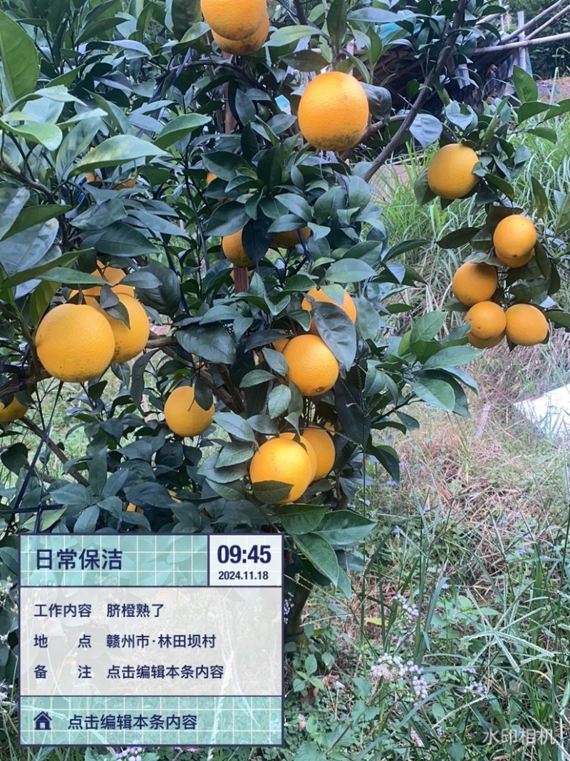 赣南脐橙