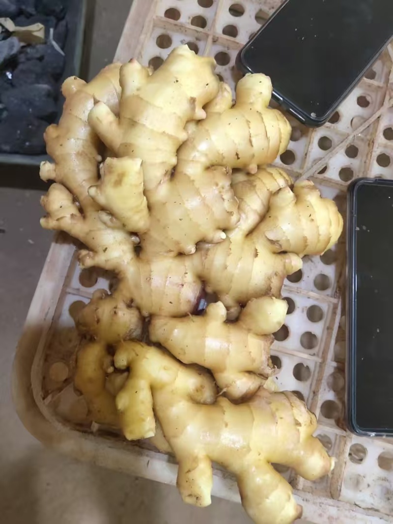 大黄姜产地直销，价格优惠，欢迎老板来电咨询