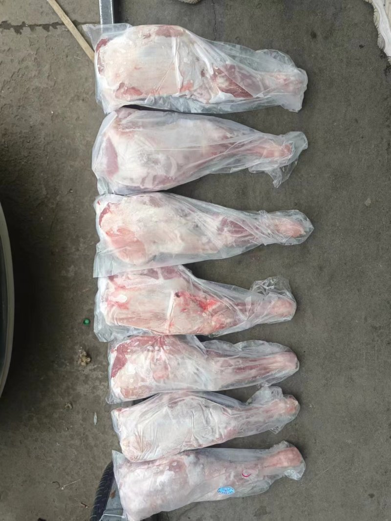 内蒙古锡林浩特草地羔羊前大腿