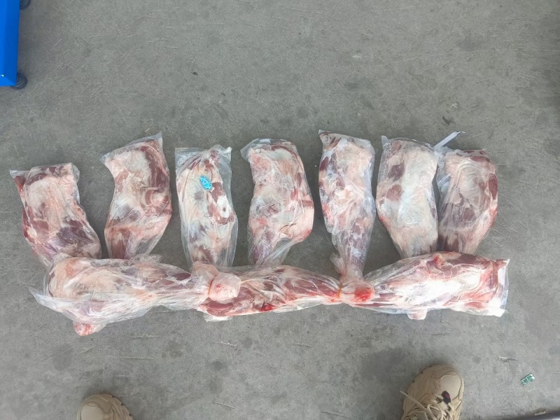 内蒙古锡林浩特草地羔羊前大腿