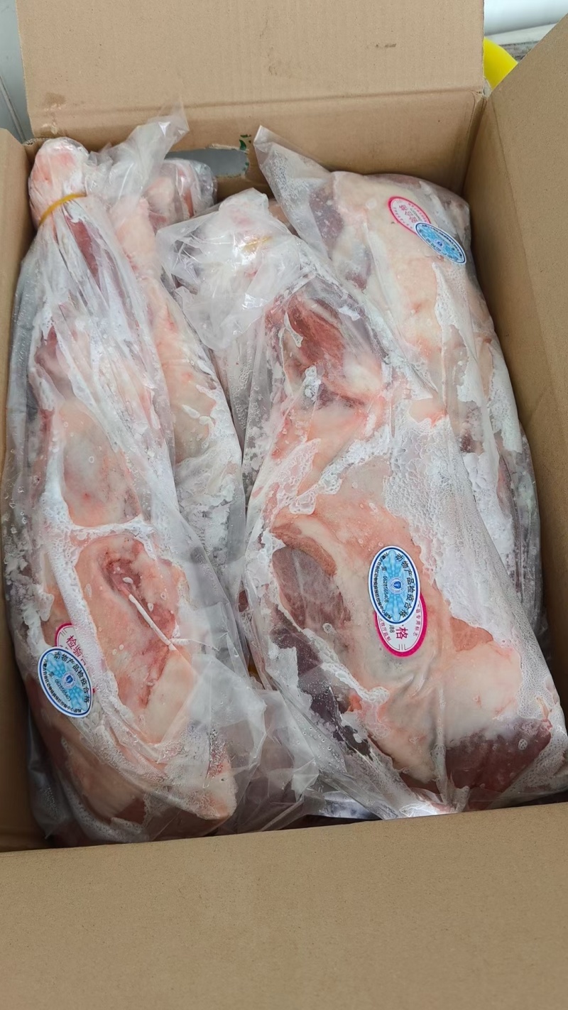 内蒙古锡林浩特草地羔羊前大腿