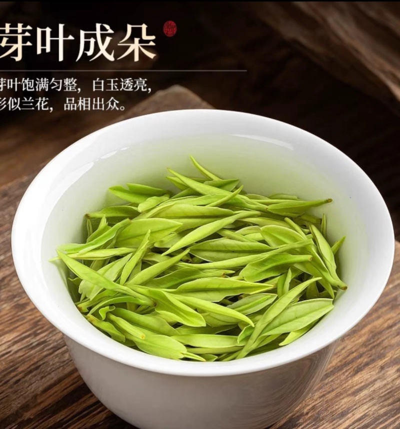 2025新茶茶农自产鲜香嫩芽贵州正安白茶明前正宗高山白茶