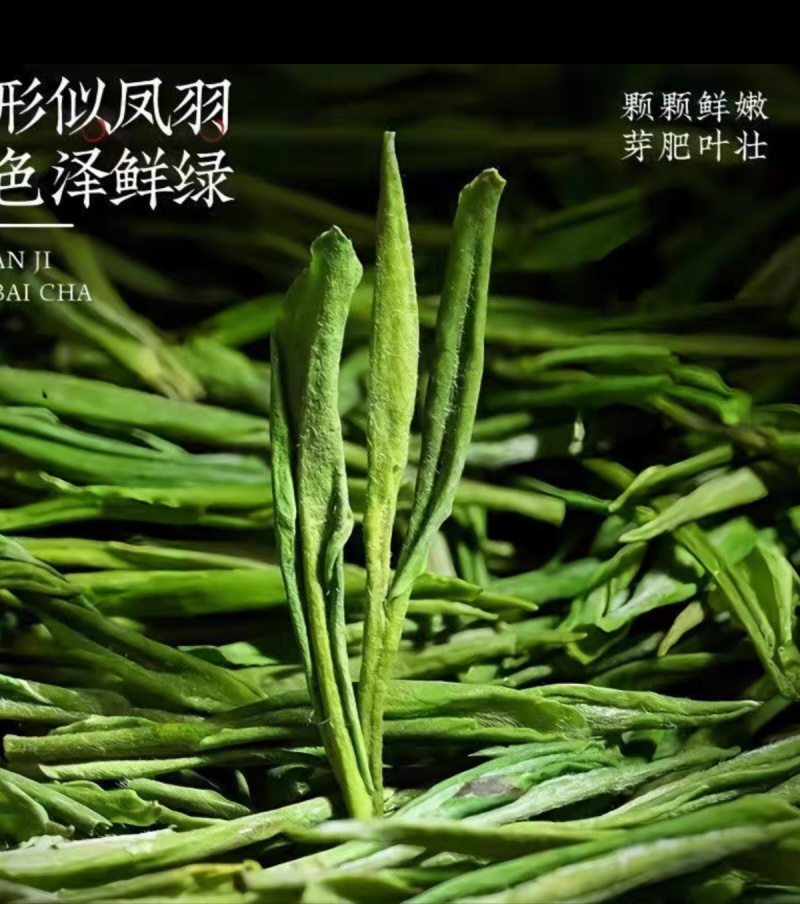 2025新茶茶农自产鲜香嫩芽贵州正安白茶明前正宗高山白茶