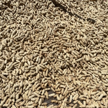 云南红河七彩花生水果花生牛奶花生新鲜现摘产地直发批发代发