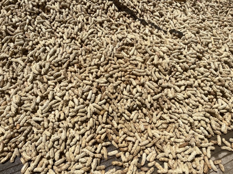 云南红河七彩花生水果花生牛奶花生新鲜现摘产地直发批发代发