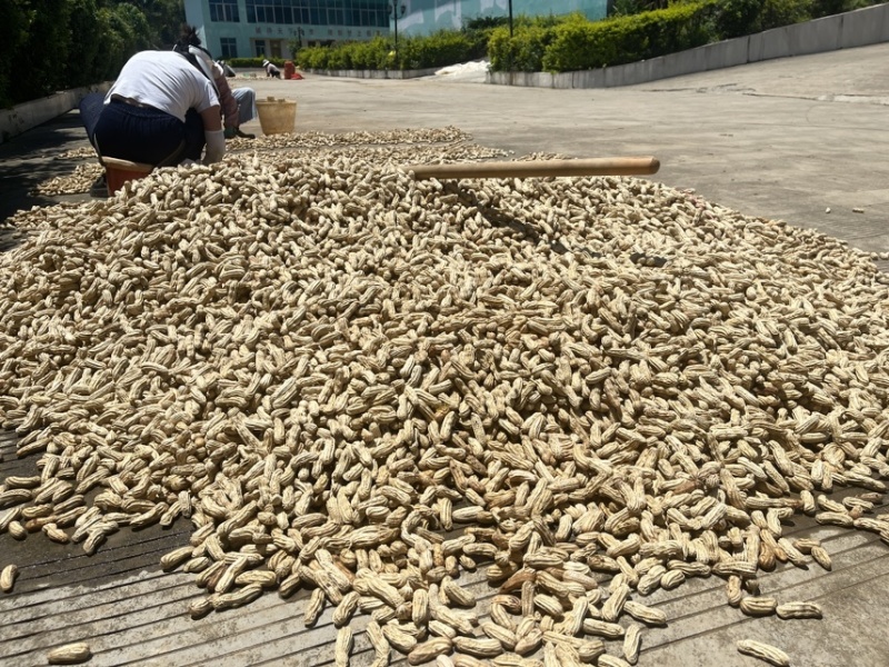 云南红河七彩花生水果花生牛奶花生新鲜现摘产地直发批发代发