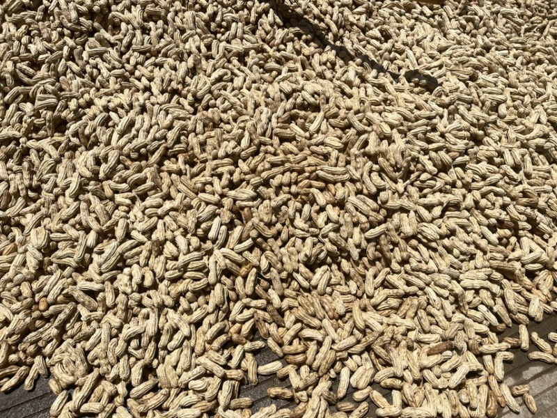 云南红河七彩花生水果花生牛奶花生新鲜现摘产地直发批发代发