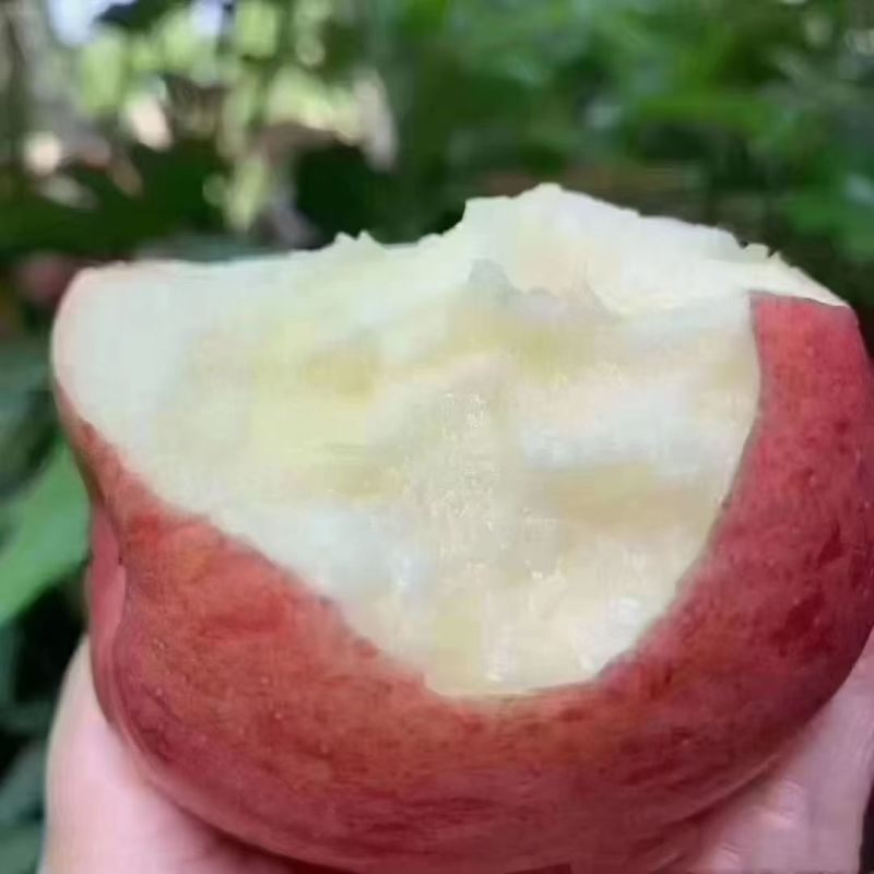 白水苹果