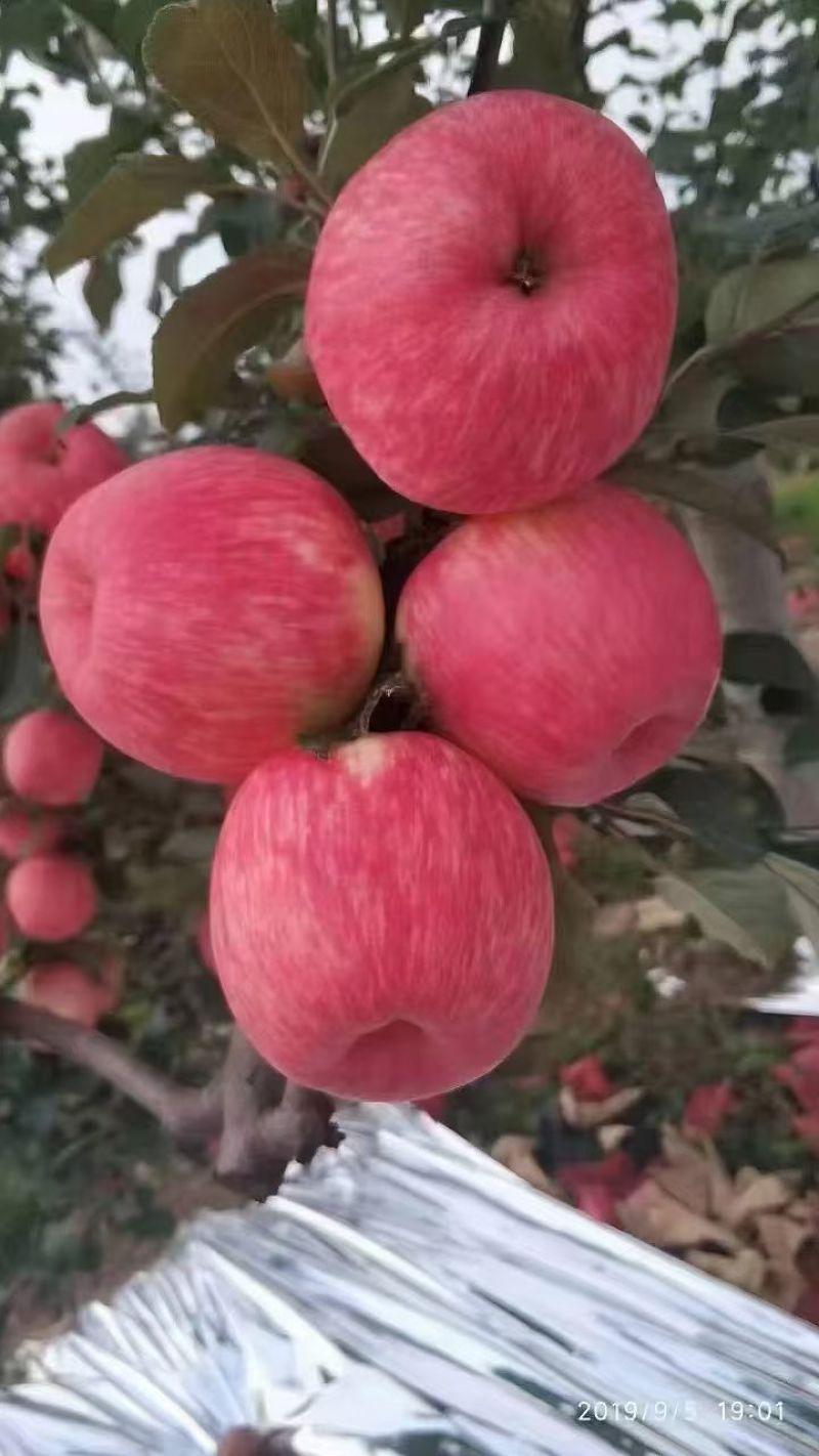 白水苹果