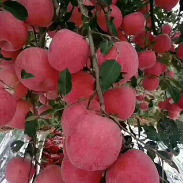 白水苹果