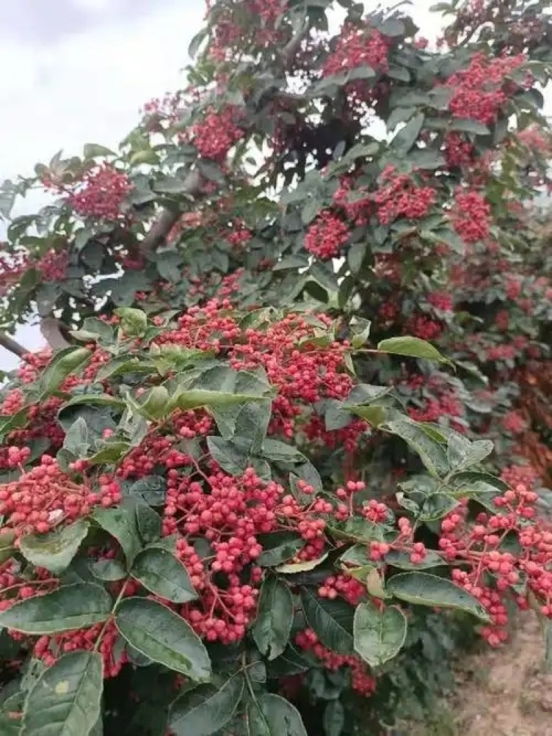 红花椒