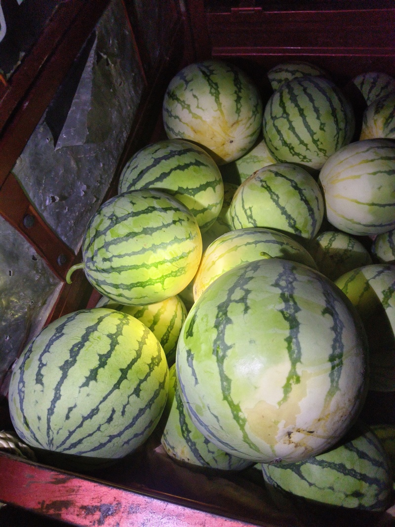 头茬美都