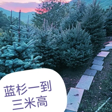 蓝松,一米半到两米半高品种好,品种纯,颜色正价格不贵。