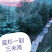 蓝松,一米半到两米半高品种好,品种纯,颜色正价格不贵。