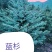 蓝松,一米半到两米半高品种好,品种纯,颜色正价格不贵。