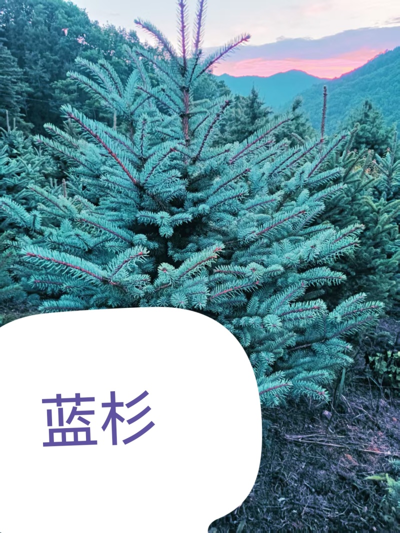 蓝松，一米半到两米半高品种好，品种纯，颜色正价格不贵。