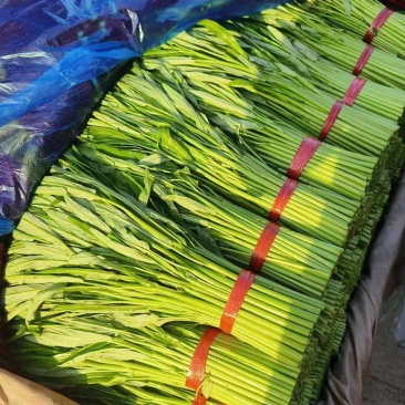 精品空心菜可供市场商超食堂需要的联系我