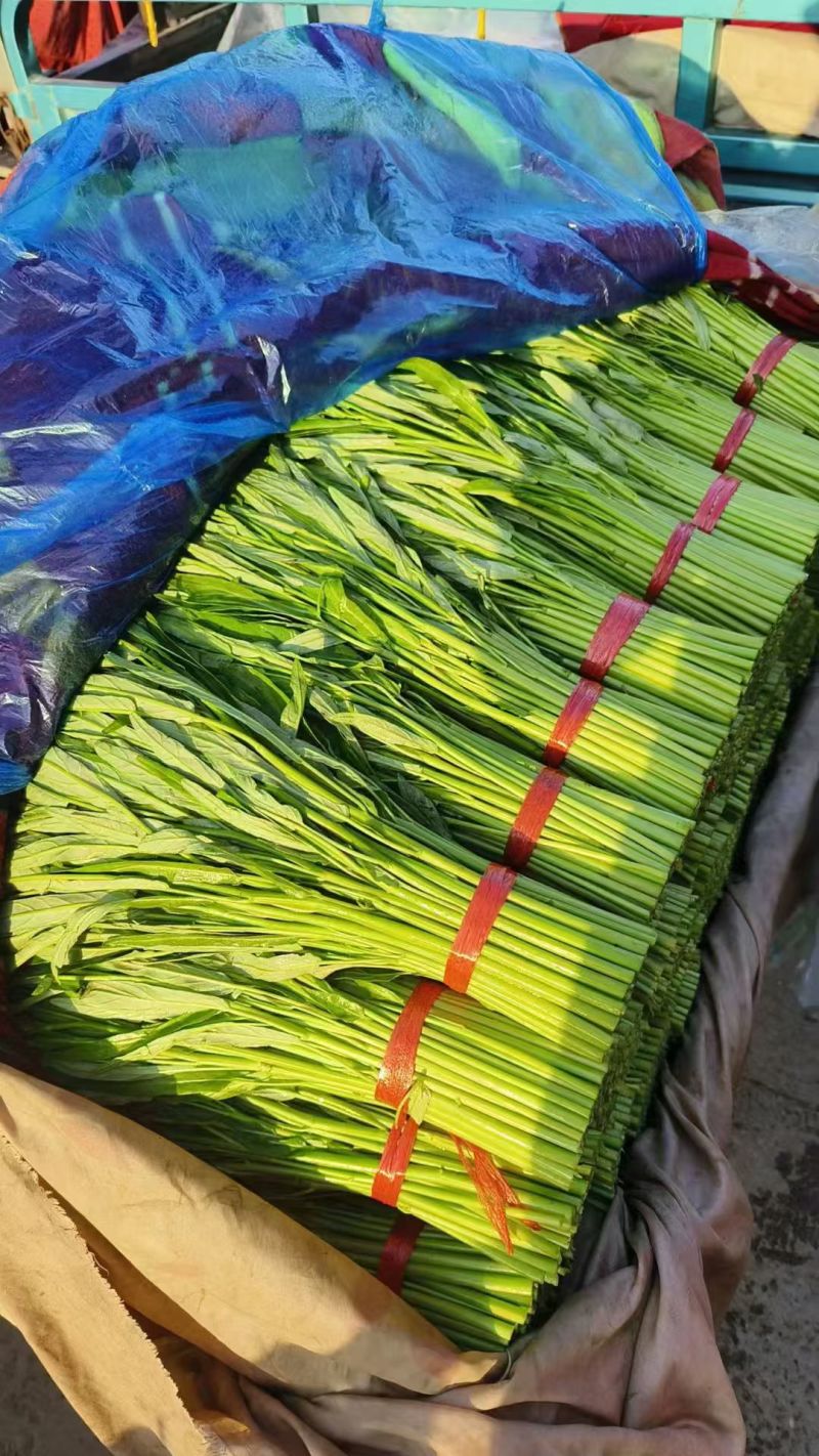 精品空心菜可供市场商超食堂需要的联系我