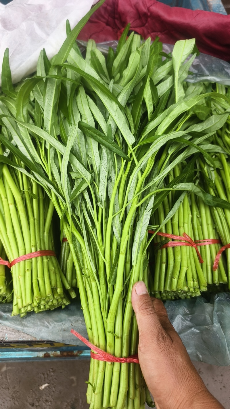 精品空心菜可供市场商超食堂需要的联系我