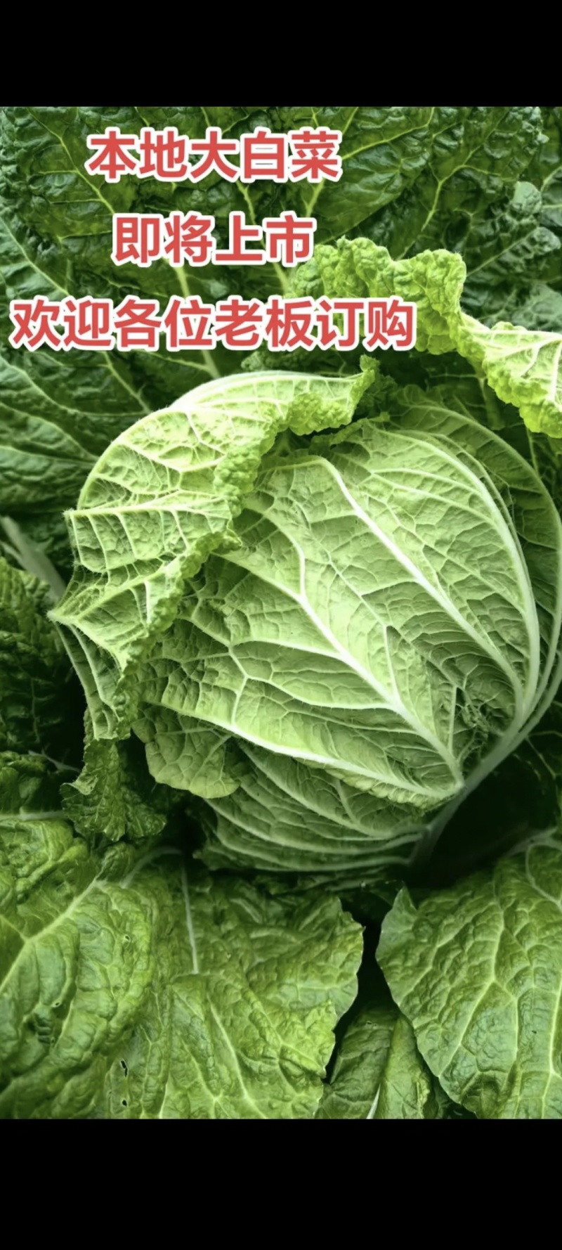 白菜