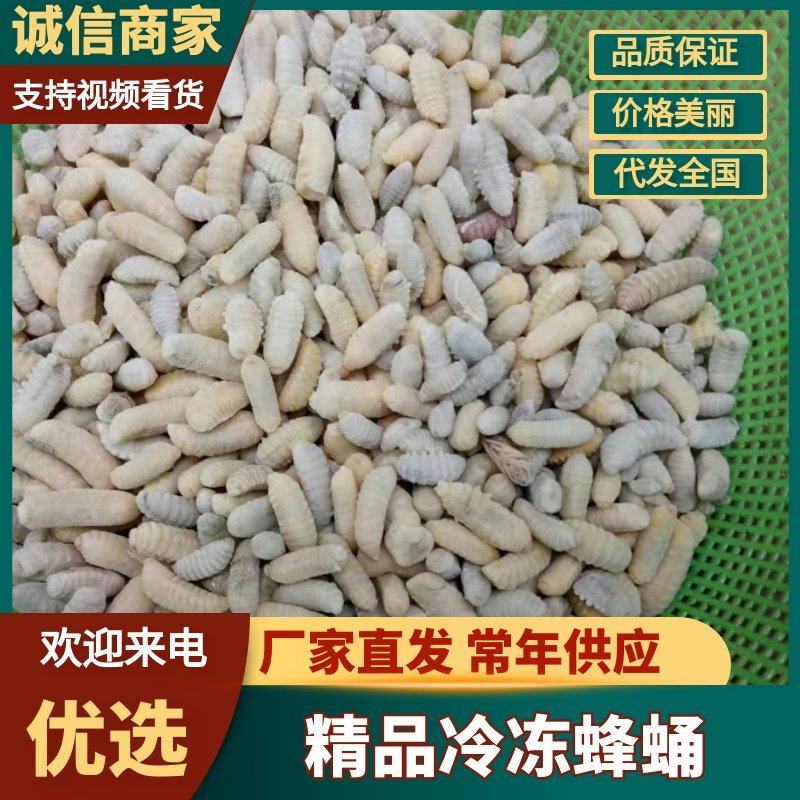树蜂3级精品蜂蛹熟冻生冻都有货，货源充足电联采购