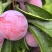 李子小脆红，嘎嘎脆，咪咪甜，产地直发，诚信经营，量大从优