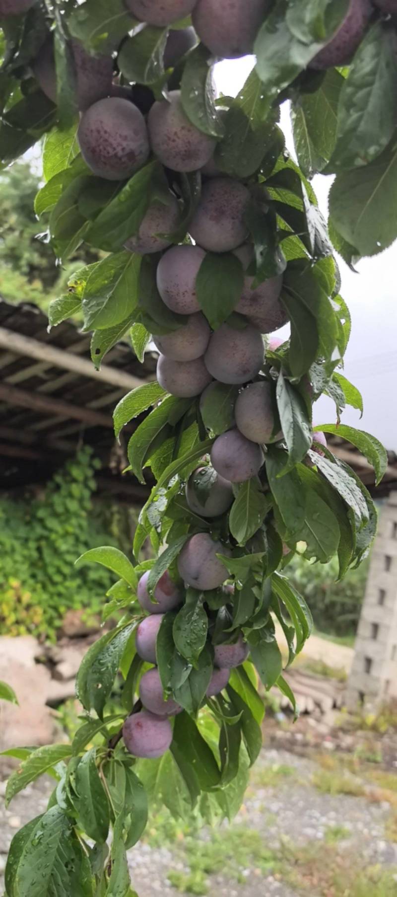 李子小脆红，嘎嘎脆，咪咪甜，产地直发，诚信经营，量大从优