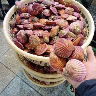 渤海湾扇贝，新鲜现货，品质保证，量大从优，欢迎来电洽谈！