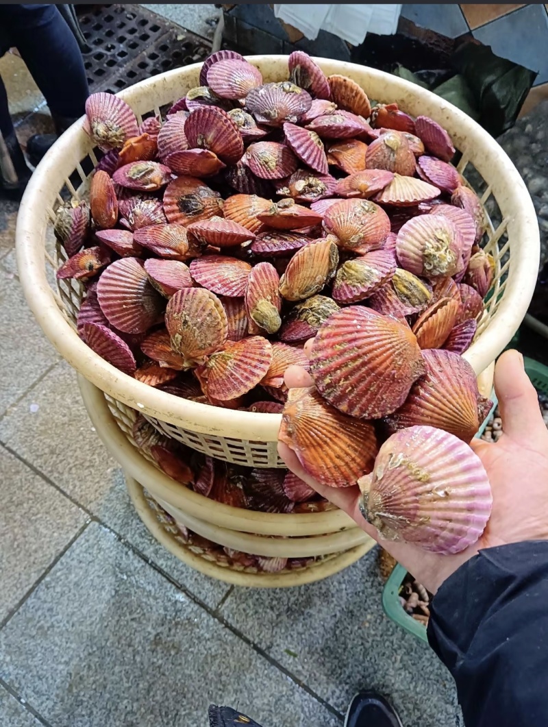 渤海湾扇贝，新鲜现货，品质保证，量大从优，欢迎来电洽谈！