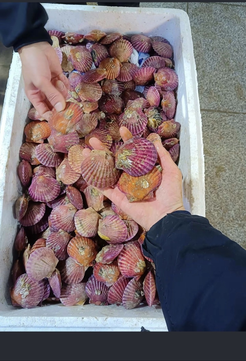 渤海湾扇贝，新鲜现货，品质保证，量大从优，欢迎来电洽谈！