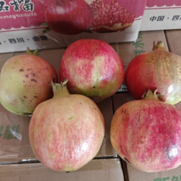 会理突尼斯软籽石榴