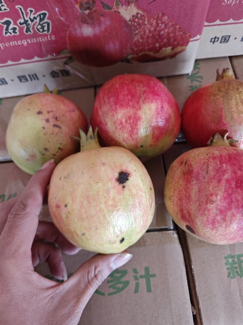 会理突尼斯软籽石榴