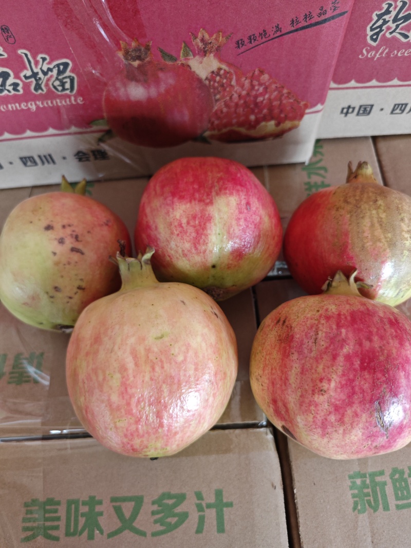 会理突尼斯软籽石榴