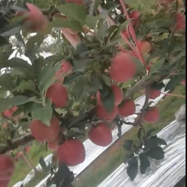 红星苹果还有三天就可以下树了