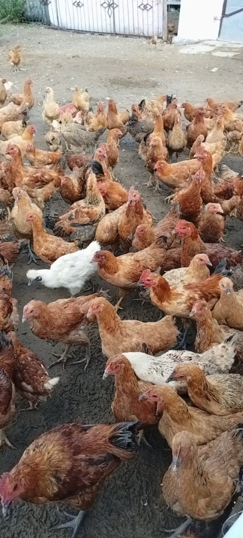 陈旗西乌珠儿卖鸡二百多个