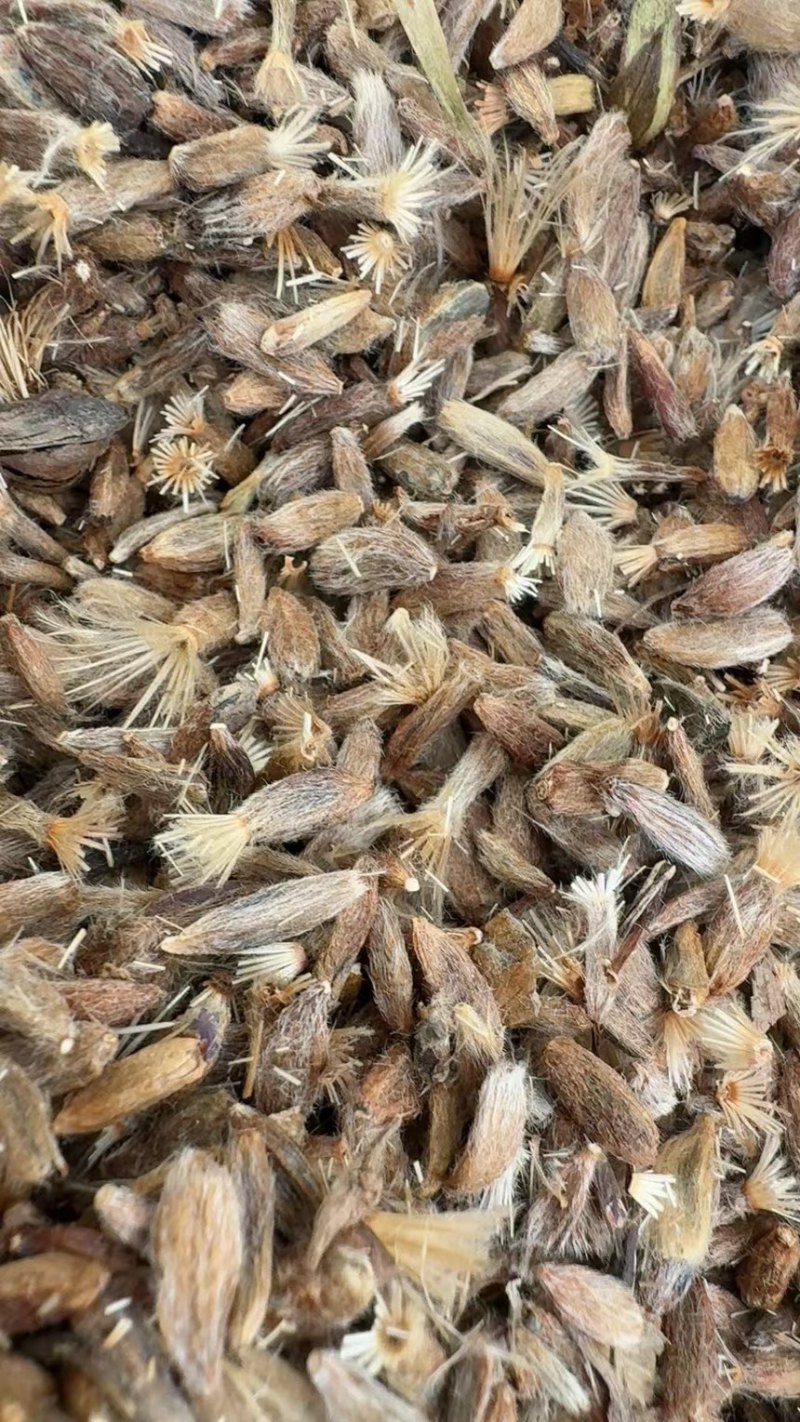 纯新白术种子基地直供出芽率高品质保证包技术包回收