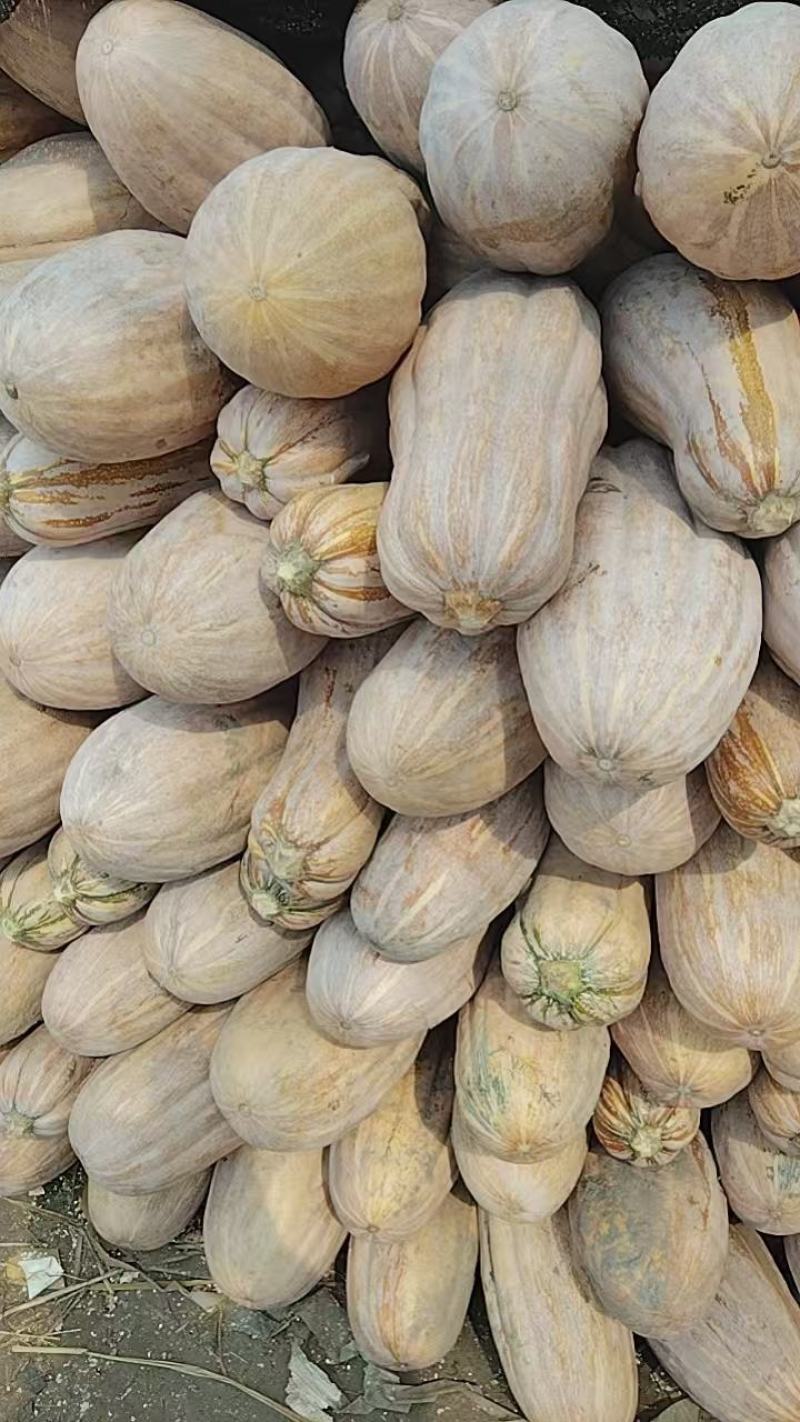蜜本南瓜场地直发量大从优质量保证欢迎采购