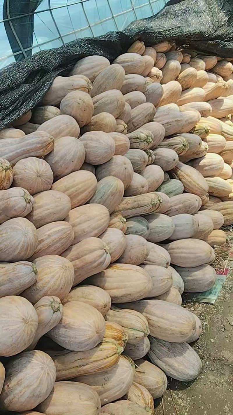 蜜本南瓜场地直发量大从优质量保证欢迎采购