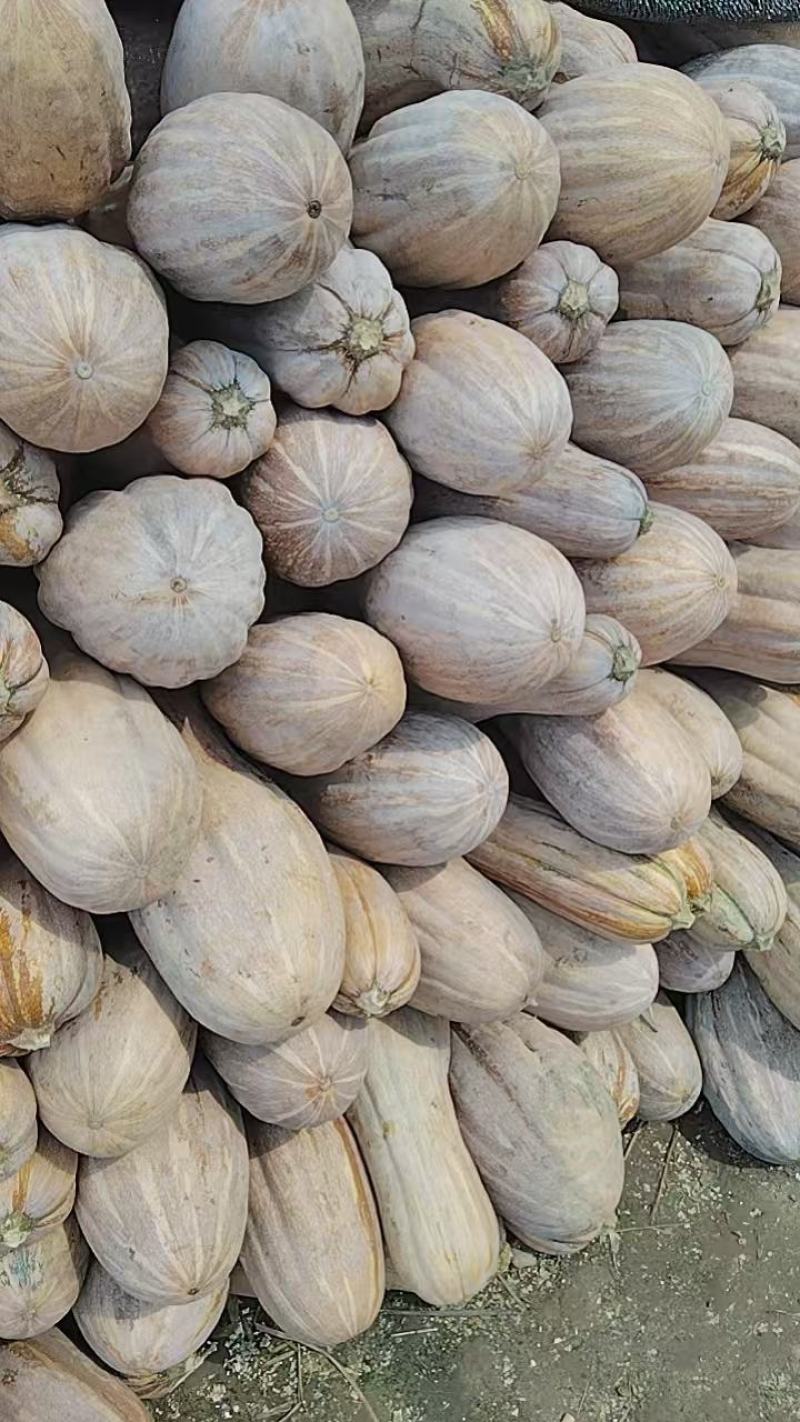 蜜本南瓜场地直发量大从优质量保证欢迎采购