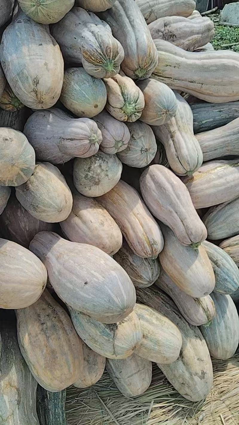蜜本南瓜场地直发量大从优质量保证欢迎采购