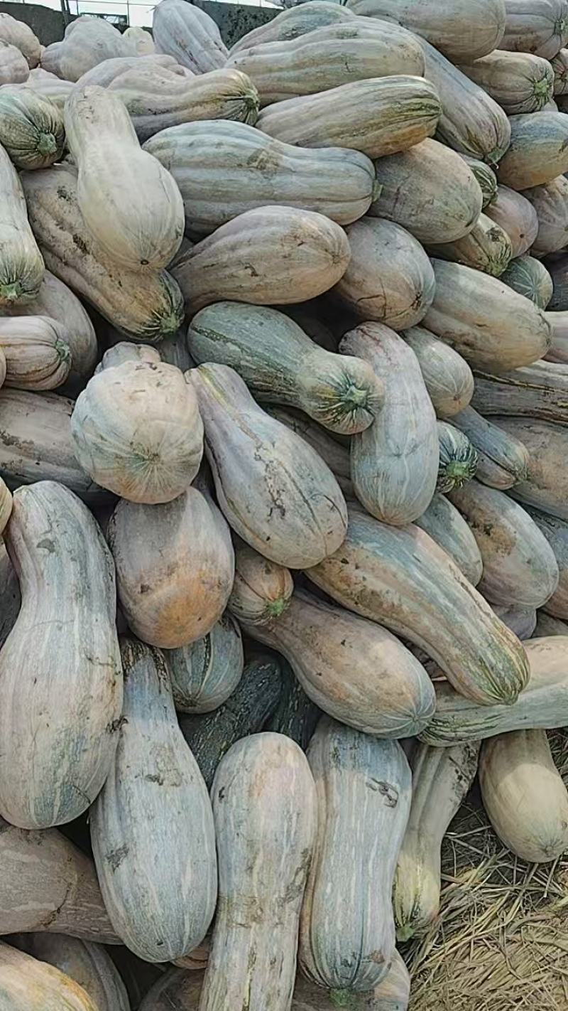 蜜本南瓜场地直发量大从优质量保证欢迎采购