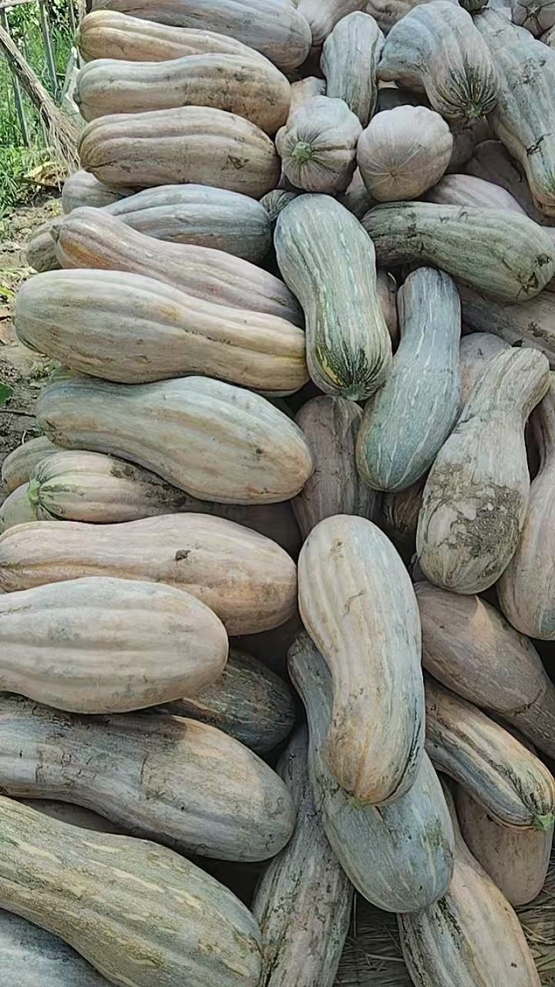 蜜本南瓜场地直发量大从优质量保证欢迎采购