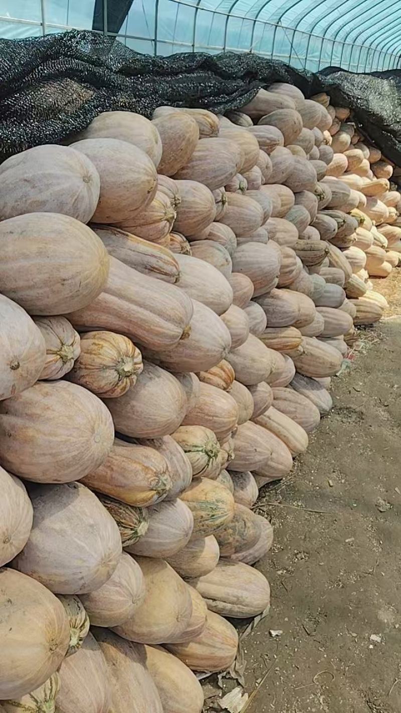 蜜本南瓜场地直发量大从优质量保证欢迎采购