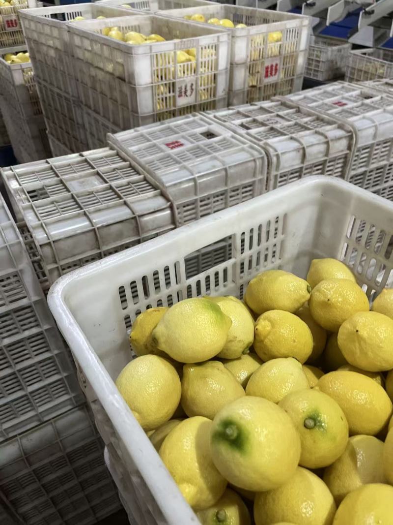 安岳黄柠檬新鲜对接商超市场，一件代发