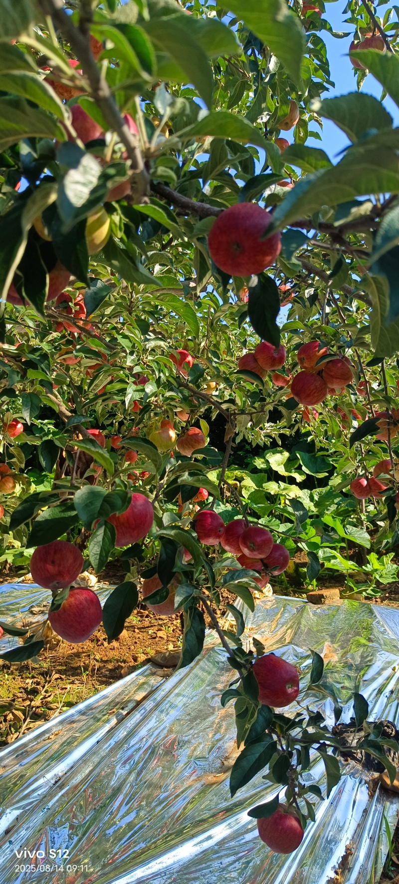昭通糖心苹果
