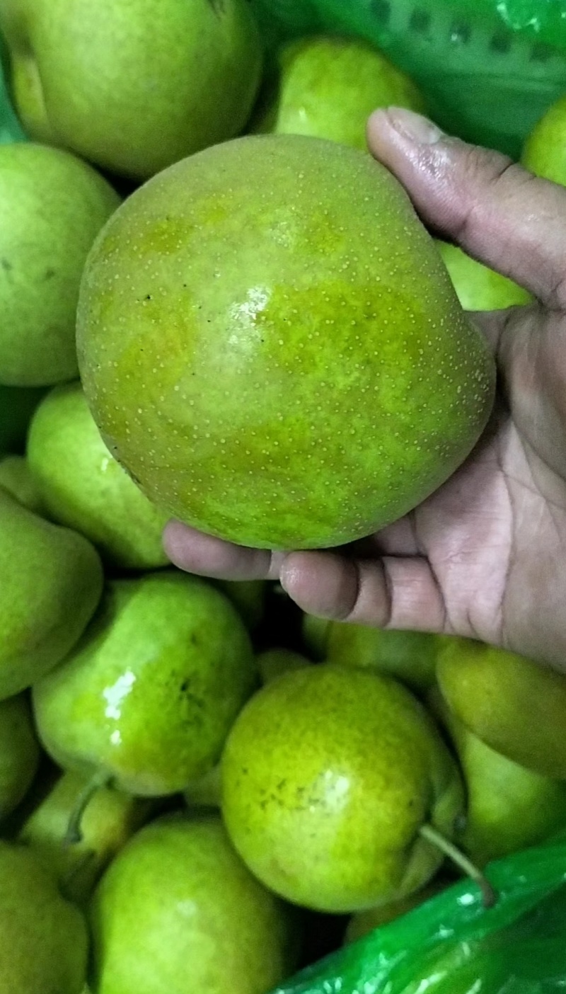 精品翠冠梨〈冷库货〉