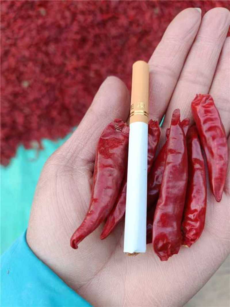 山西干辣椒，高辣901.有戴帽和不戴帽，有需要的老板，