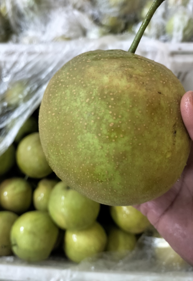 精品翠冠梨〈冷库货〉